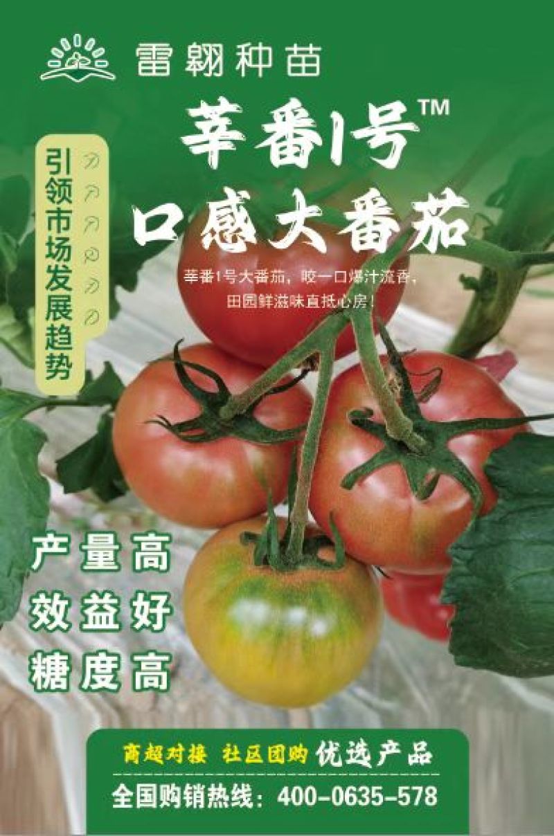 莘番1号，大口感西红柿