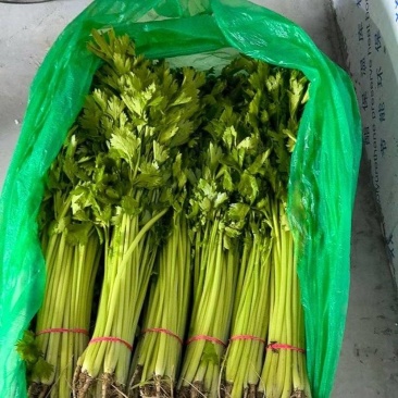聊城精品山芹毛芹商标平台市场发货支持各种包装