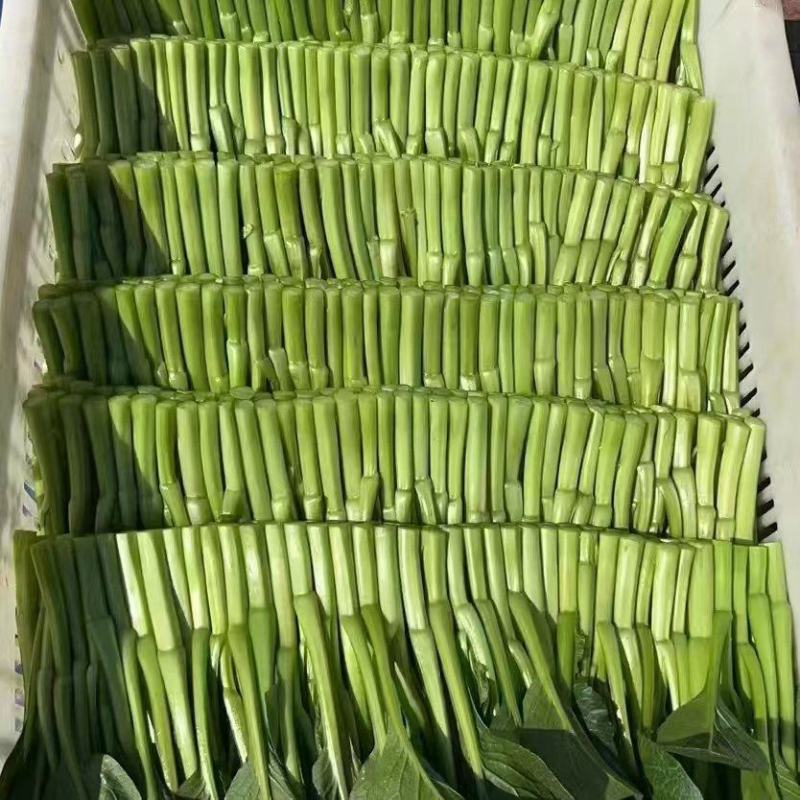 菜心，广东菜心新鲜上市，产地直供，对接全国市场