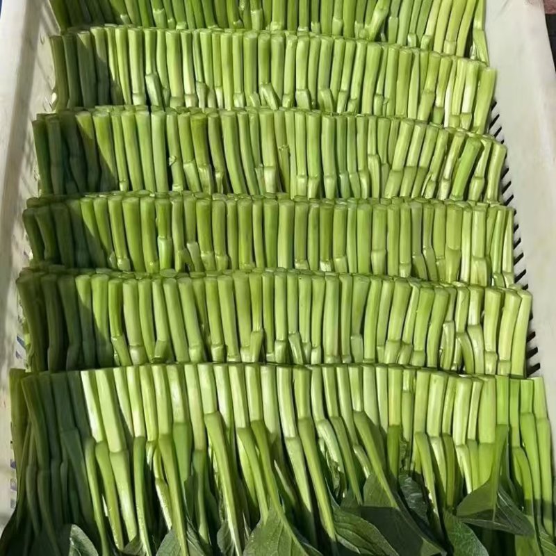 菜心，广东菜心新鲜上市，产地直供，对接全国市场