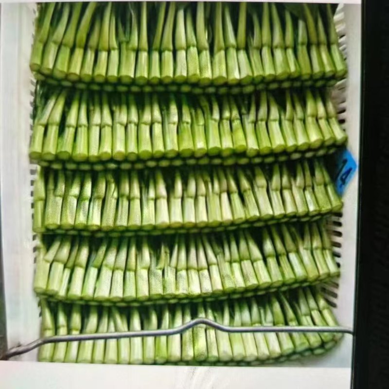 菜心，广东菜心新鲜上市，产地直供，对接全国市场