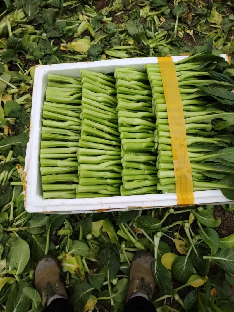 菜心，广东菜心新鲜上市，产地直供，对接全国市场