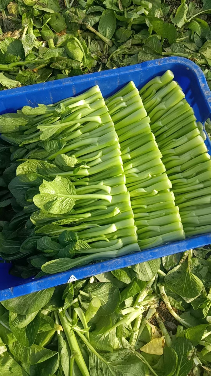 菜心，广东菜心新鲜上市，产地直供，对接全国市场