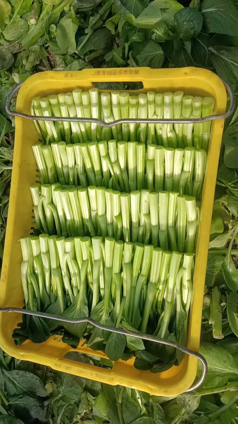 菜心，广东菜心新鲜上市，产地直供，对接全国市场