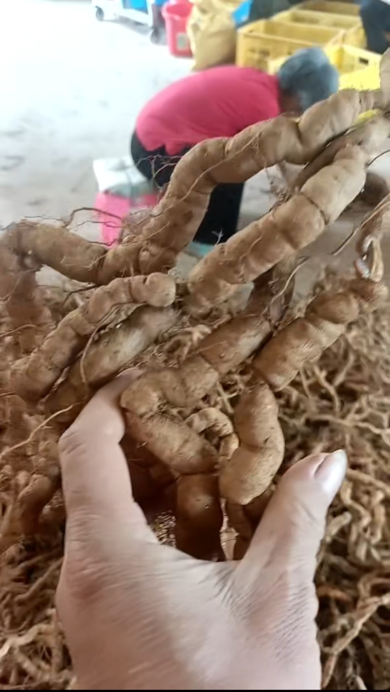 精品特大巴㦸天