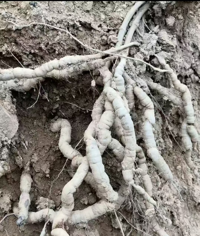 精品特大巴㦸天