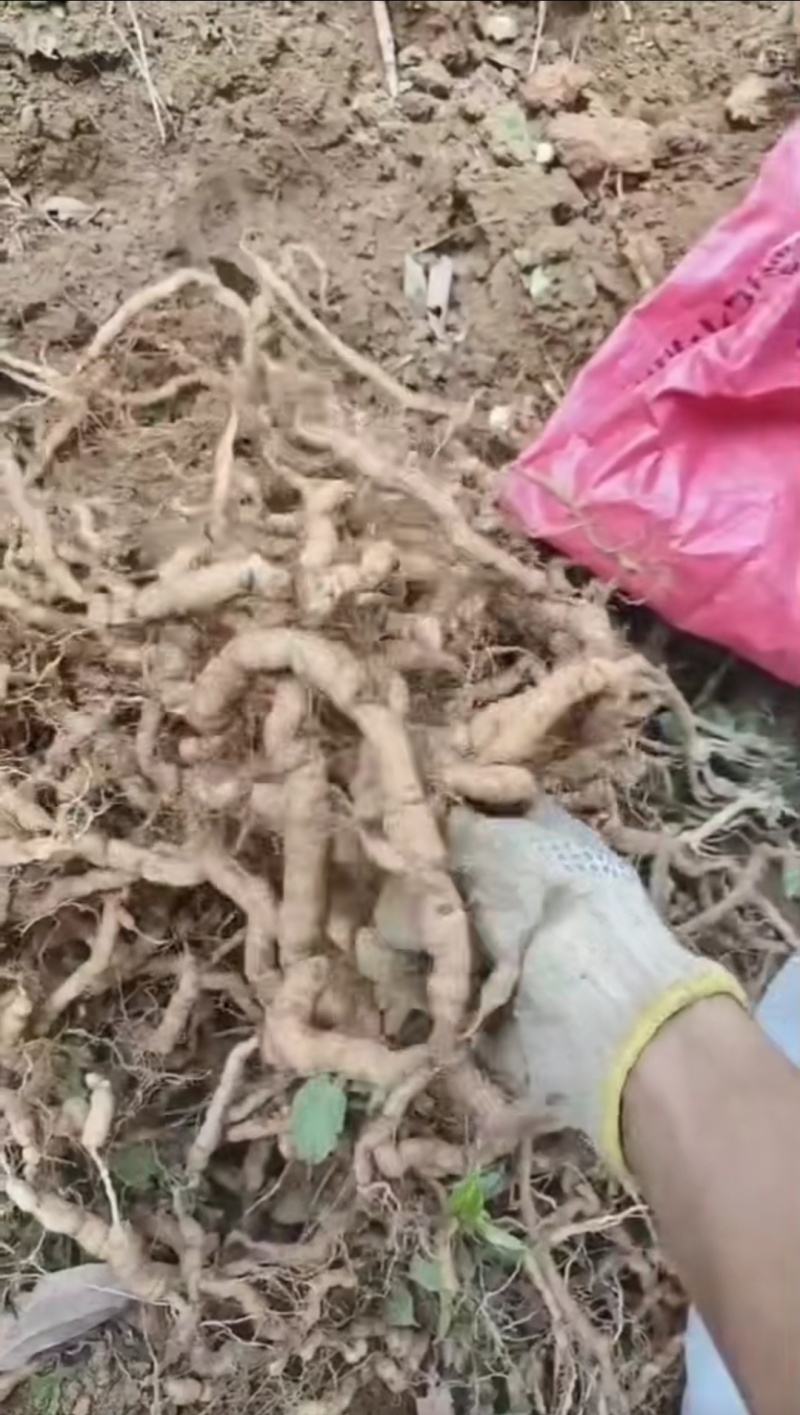 精品特大巴㦸天