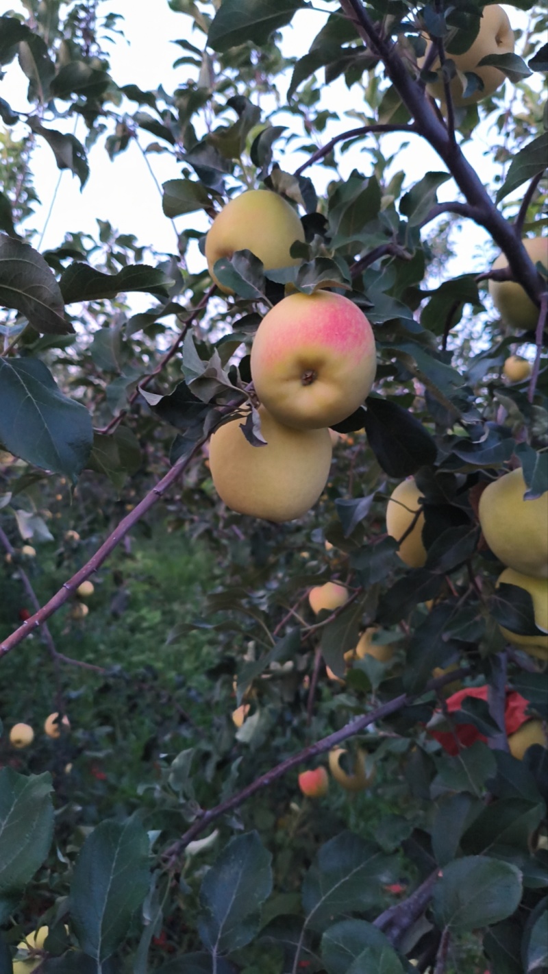 华硕苹果