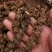 正品秦岭野生苍术南苍术块苍术野生茅苍中药材苍术粉熏烟