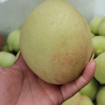 鹰嘴桃