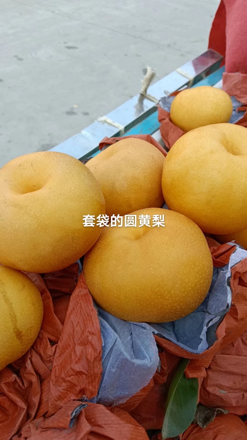 圆黄梨