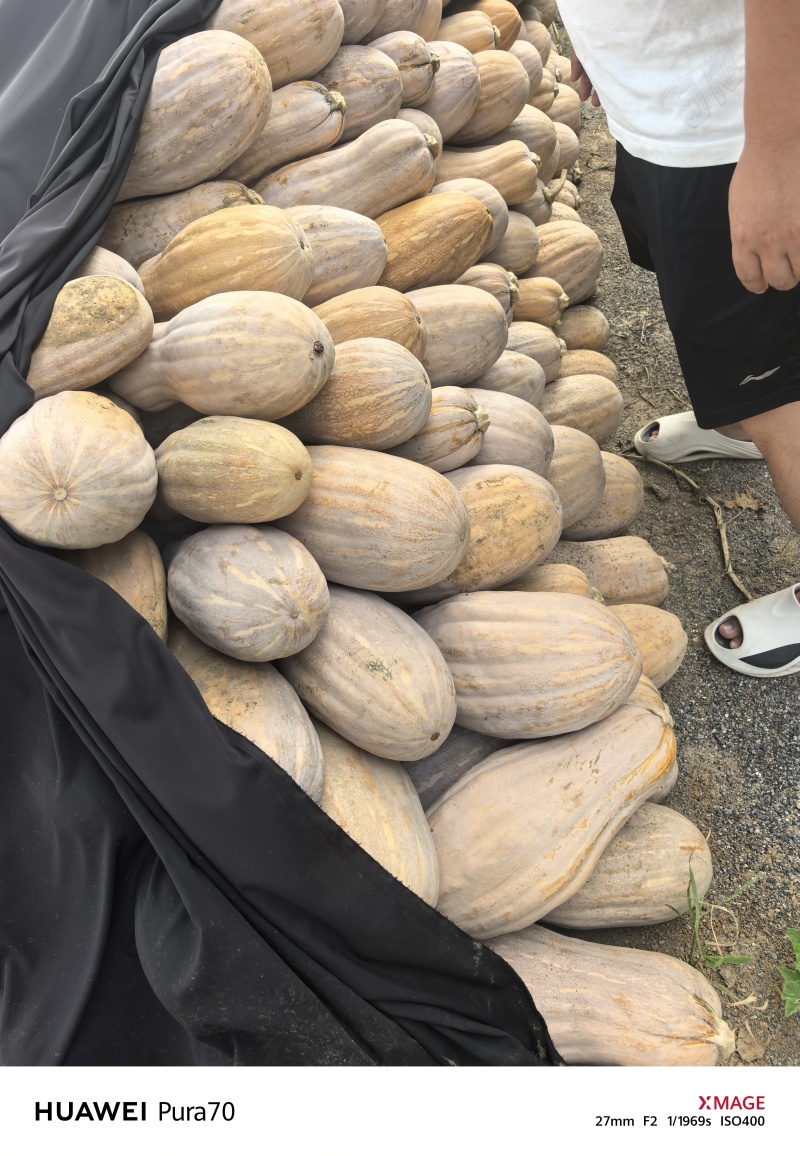 湖北密本南瓜，金韩蜜本，大量有货