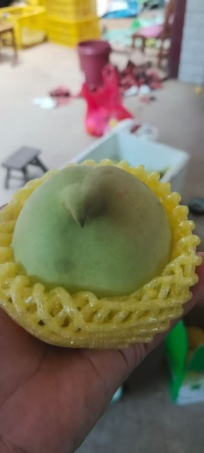鹰嘴桃
