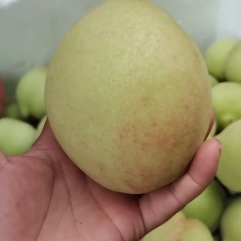 鹰嘴桃