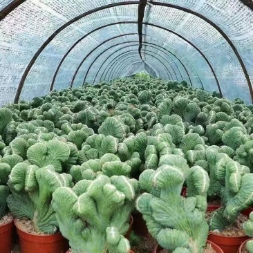 【基地直发】超大山影五指山仙人掌多肉植物桌面花卉盆栽绿植盆景