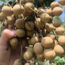灵山石硖龙眼