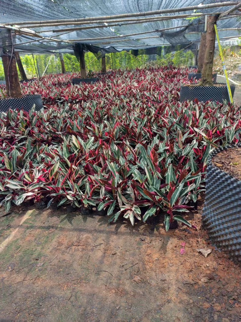 七彩竹芋广东苗圃直供质量保证一手货源全国发货