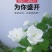 重瓣茉莉花苗盆栽室内盆景浓香型四季开花带花苞花卉植物好养
