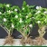 重瓣茉莉花苗盆栽室内盆景浓香型四季开花带花苞花卉植物好养