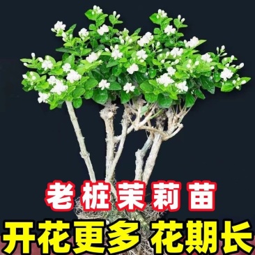 重瓣茉莉花苗盆栽室内盆景浓香型四季开花带花苞花卉植物好养