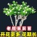 重瓣茉莉花苗盆栽室内盆景浓香型四季开花带花苞花卉植物好养