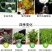 重瓣茉莉花苗盆栽室内盆景浓香型四季开花带花苞花卉植物好养
