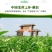 重瓣茉莉花苗盆栽室内盆景浓香型四季开花带花苞花卉植物好养