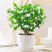 重瓣茉莉花苗盆栽室内盆景浓香型四季开花带花苞花卉植物好养
