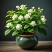 重瓣茉莉花苗盆栽室内盆景浓香型四季开花带花苞花卉植物好养