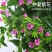 满天星鲜花盆栽好养易活花卉观赏绿植阳台庭院一年四季开花
