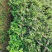 满天星鲜花盆栽好养易活花卉观赏绿植阳台庭院一年四季开花