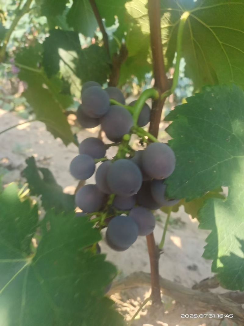 巨峰葡萄，夏黑葡萄大量上市中，软枝散串，糖度高