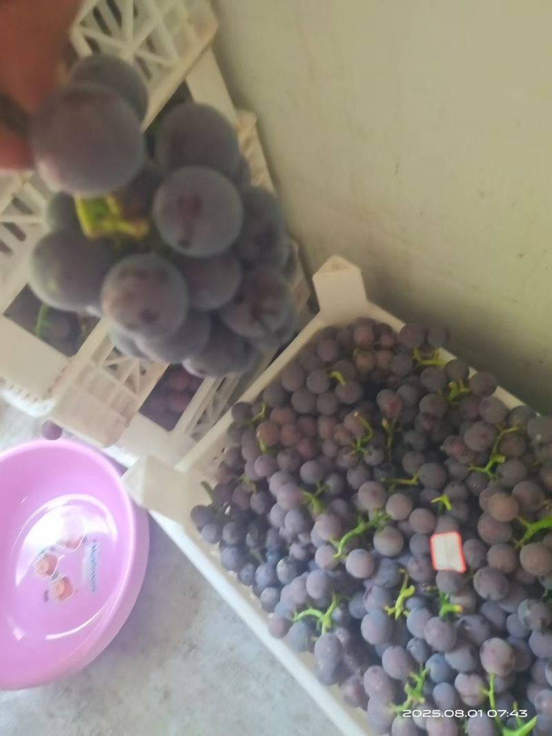 巨峰葡萄，夏黑葡萄大量上市中，软枝散串，糖度高
