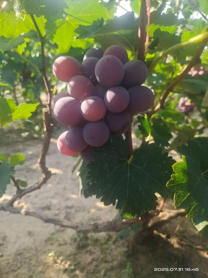 巨峰葡萄，夏黑葡萄大量上市中，软枝散串，糖度高