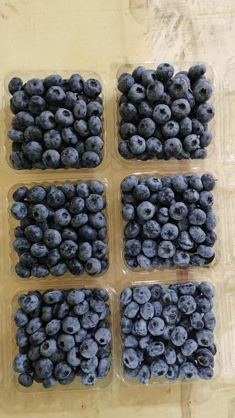 德雷珀蓝莓18+