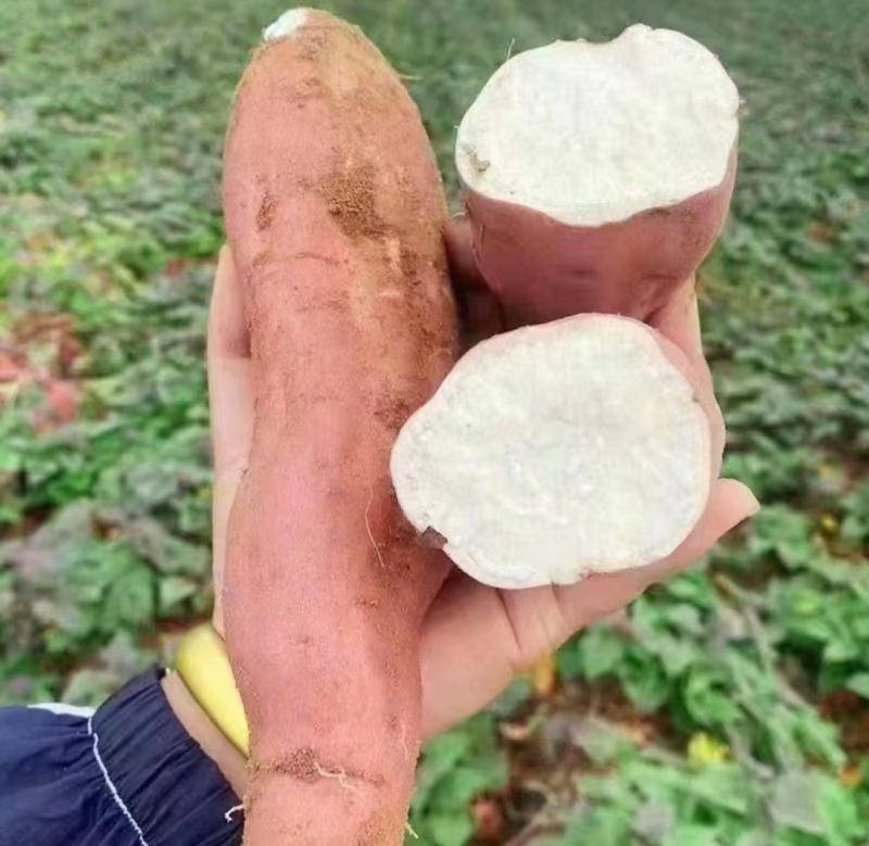哈密地瓜红皮哈密白哈密沙地种植口感甜糯保质保量