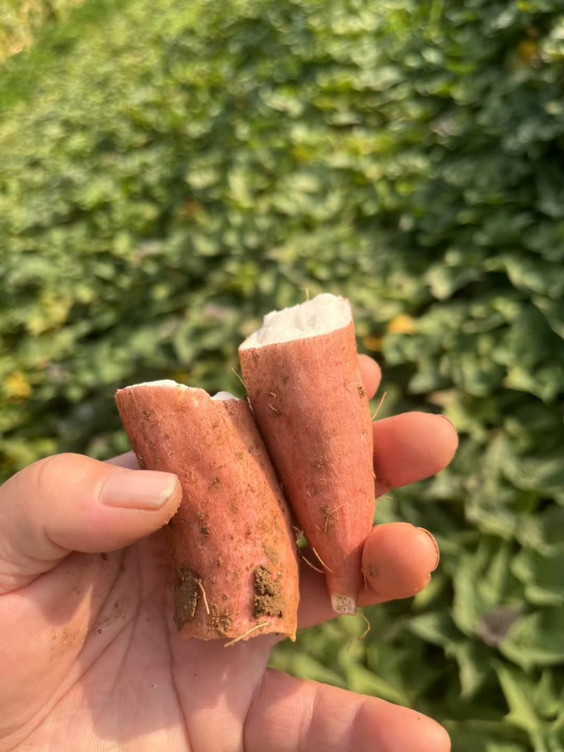 哈密地瓜红皮哈密白哈密沙地种植口感甜糯保质保量
