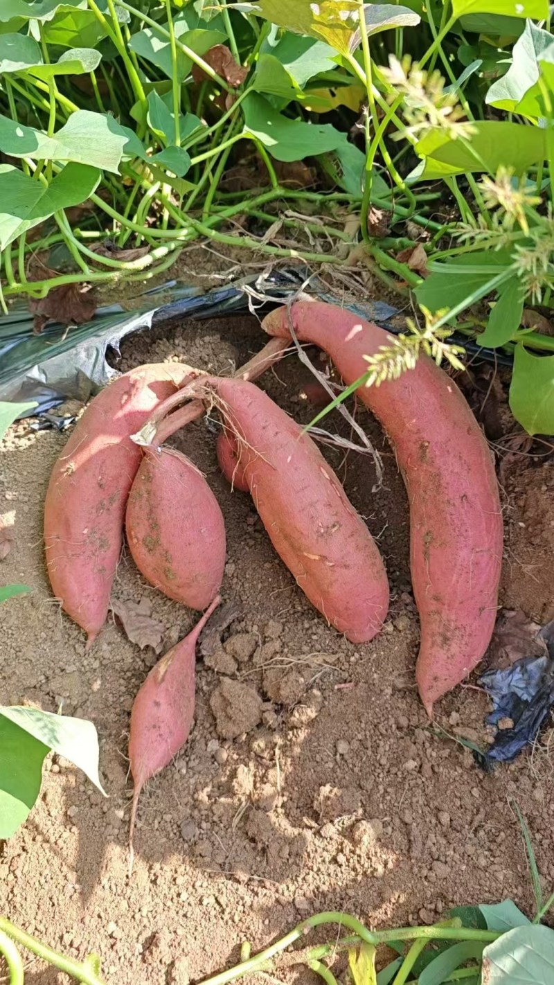 哈密地瓜红皮哈密白哈密沙地种植口感甜糯保质保量