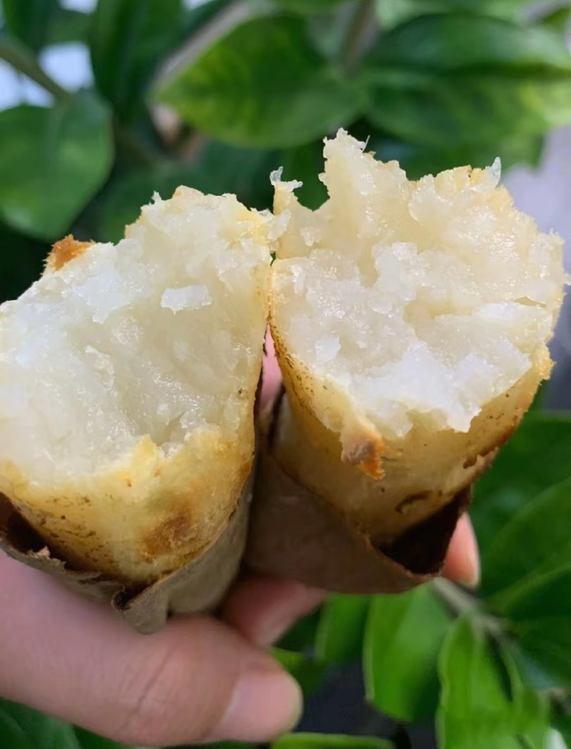 哈密地瓜红皮哈密白哈密沙地种植口感甜糯保质保量