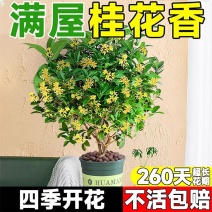 桂花树四季桂盆栽老桩苗开花不断室内阳台庭院驱蚊浓香型花卉绿植