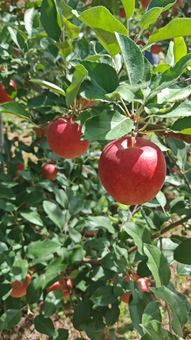 红斯尼克苹果，大量上市，对接批发，价格可谈