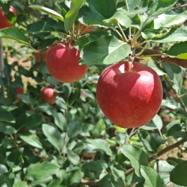 红斯尼克苹果，大量上市，对接批发，价格可谈