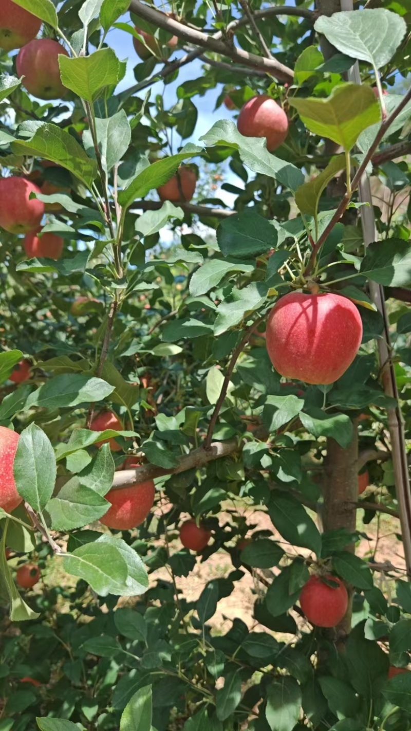 红斯尼克苹果，大量上市，对接批发，价格可谈