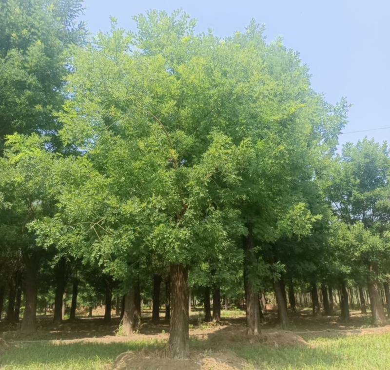 精品国槐直接电话联系***********