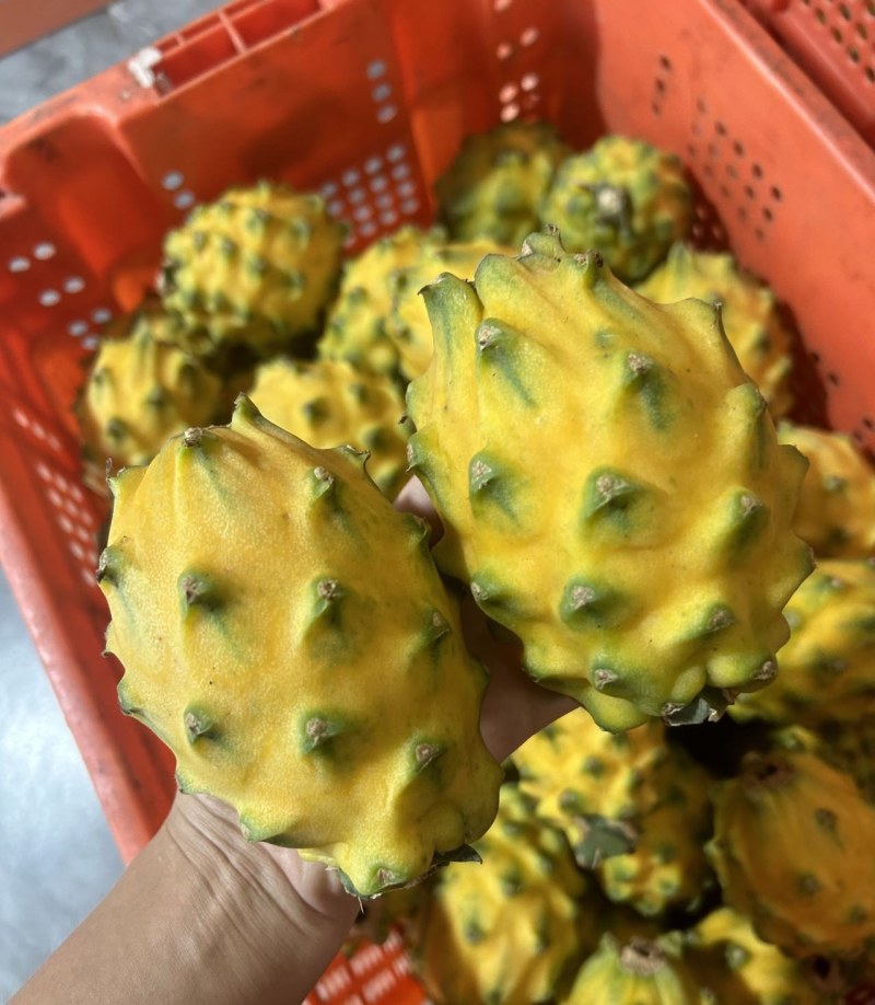 麒麟燕窝果云南西双版纳特产热带水果