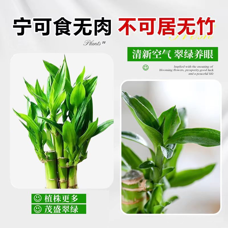 富贵竹盆栽办公室内水培植物步步高升竹子微景观桌面绿植好养