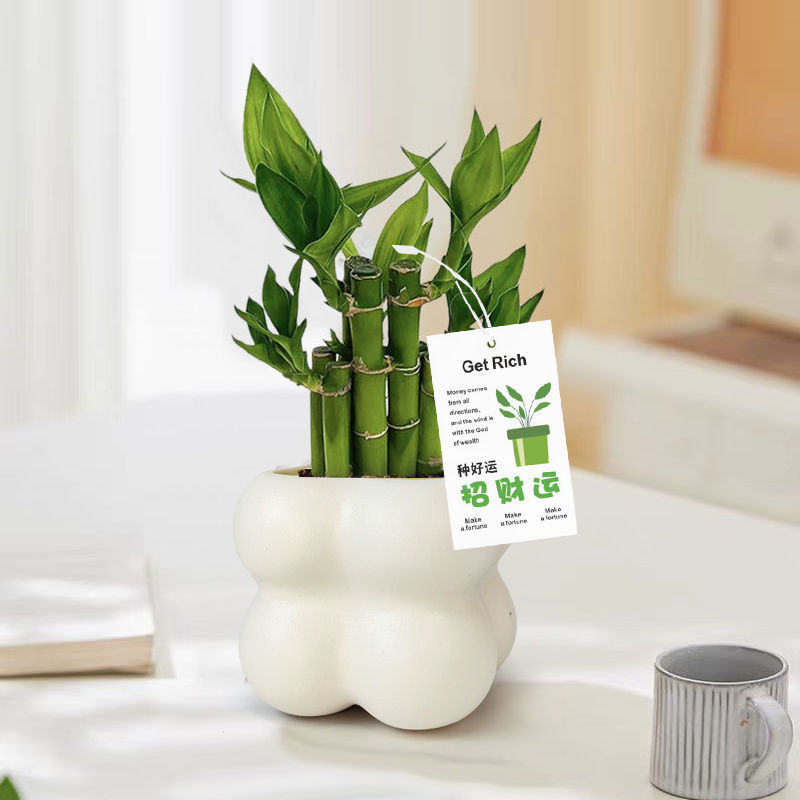 富贵竹盆栽办公室内水培植物步步高升竹子微景观桌面绿植好养