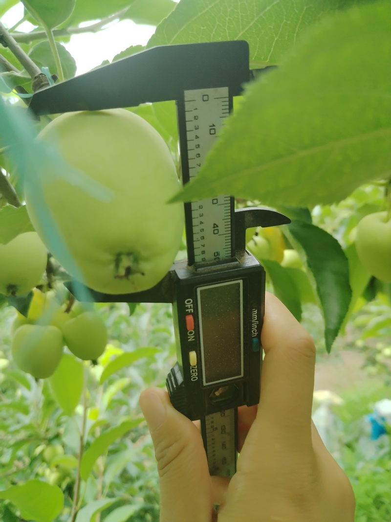 塞外红鸡心果，人工授粉俩遍，对接工厂电商次果