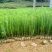 【湿地松】贵州湿地松苗价格优惠规格齐全基地直发可实地考察