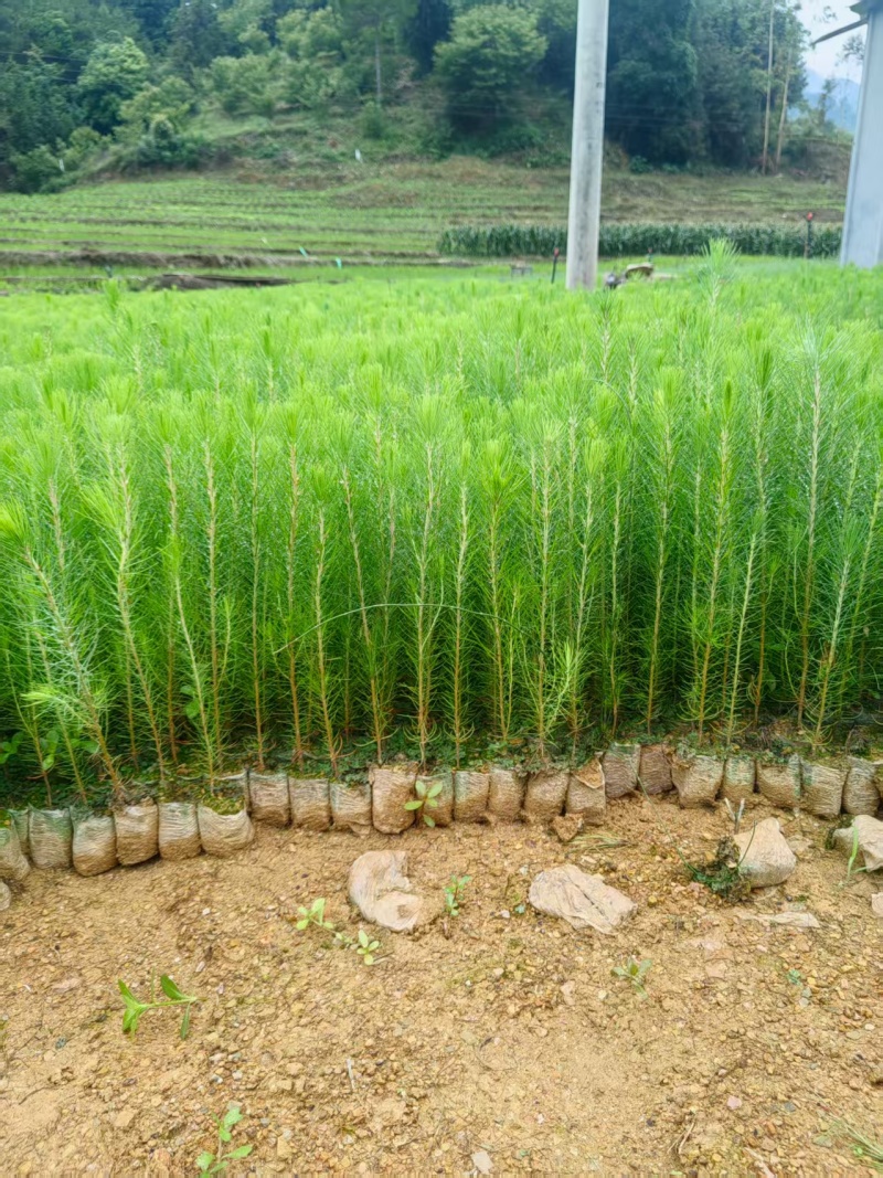 【湿地松】贵州湿地松苗价格优惠规格齐全基地直发可实地考察